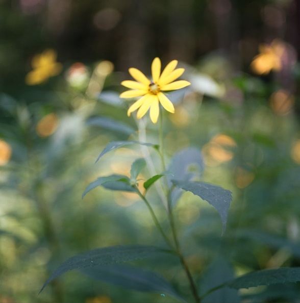 Red River_ Luna Moth.jpg